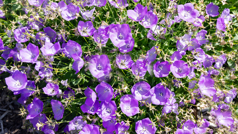 Carpathian bellflower's blooming in garden in sunlight