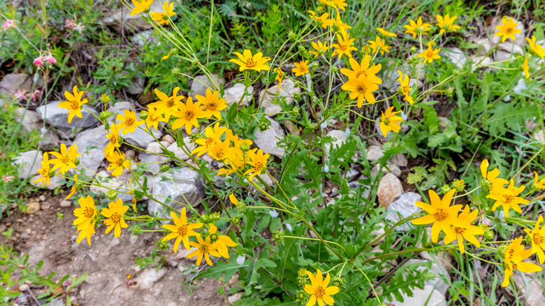 Yellow flowers of Engelmann's daisy