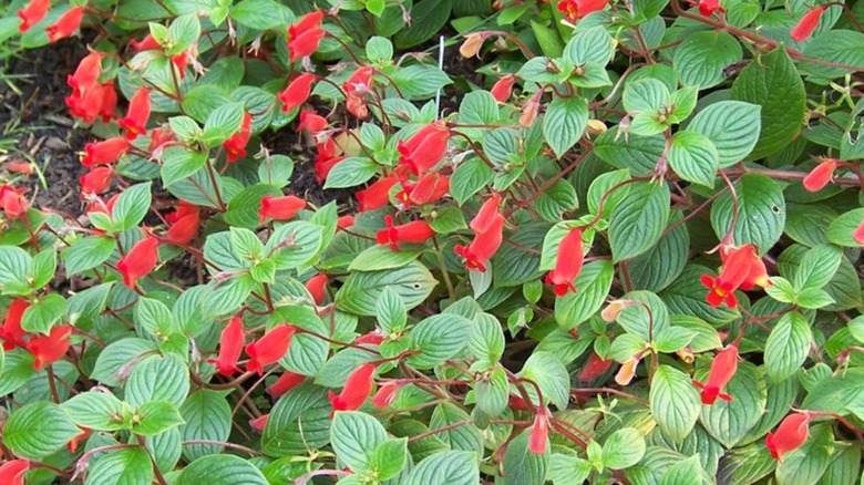 'Evita' hardy gloxinia's red flowers amid green leaves