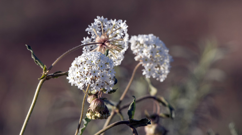 Fragrant sand-verbena's white flowers in bloom