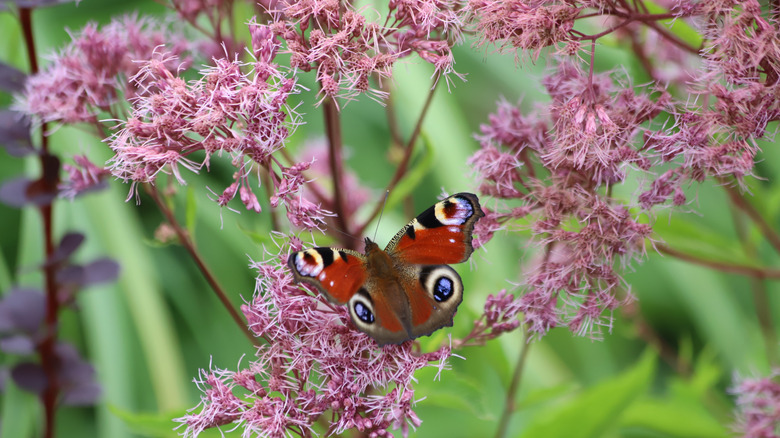 Butterfly sitting on Hollow Joe pye weed's flowers