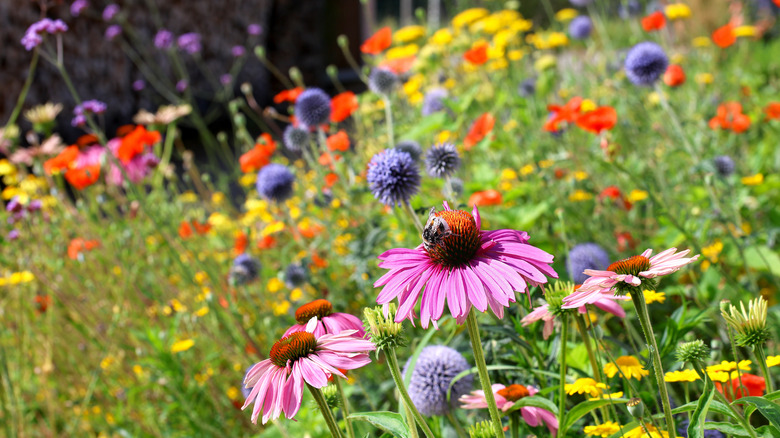 Variety of colorful flowers blooming in a garden