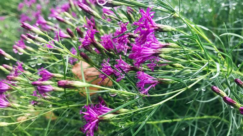 Purple flowers of 'Iron Butterfly' ironweed