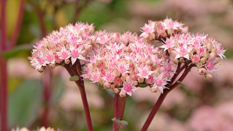Light pink flowers of 'Matrona' stonecrop