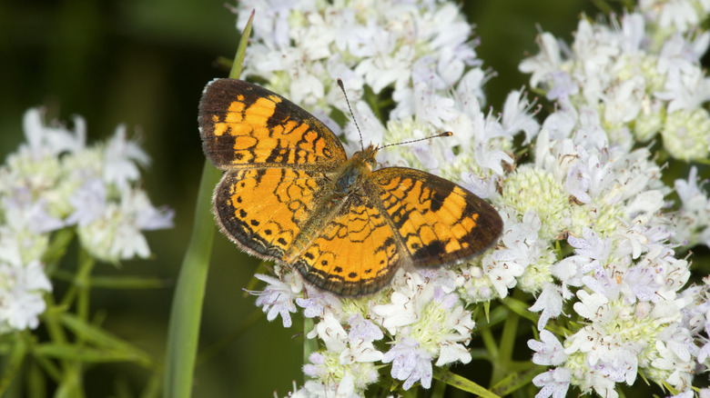 Butterfly sitting on pretty white flowers of mountain mint