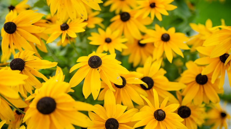 Yellow blooming flowers of orange coneflower
