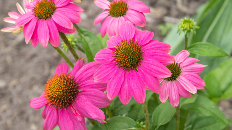 Pink flowers of  'PowWow Wild Berry' coneflower