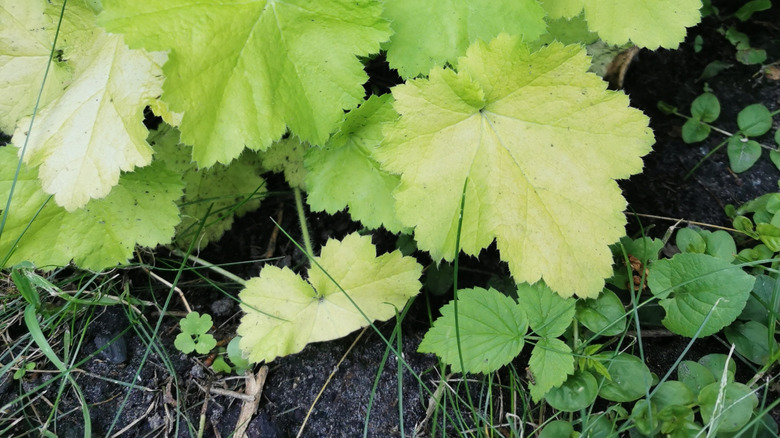 'Pretty Pistachio' coral bells' green leaves
