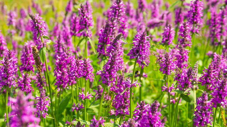 Purple betony flowers in bloom