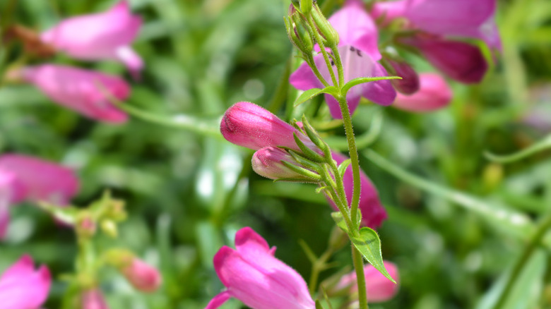 Pink flowers of 'Red Rocks' penstemon