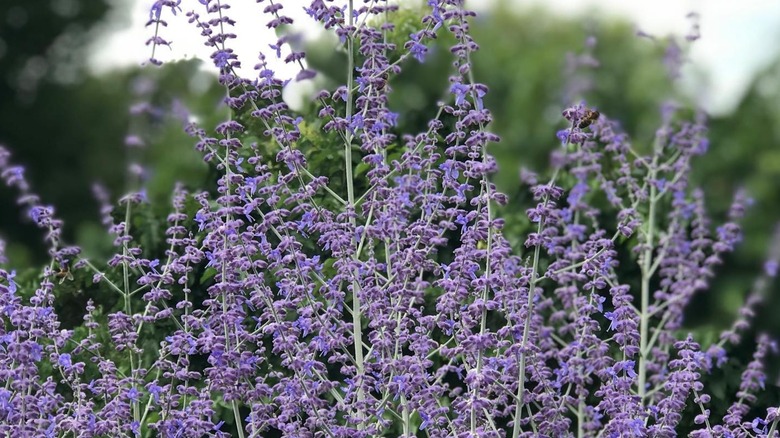 Lavender flowers of Russian sage growing in garden