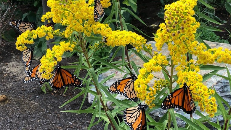Buttreflies enjoying seaside goldenrod's nectar