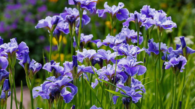 Siberian iris' blue flowers in bloom