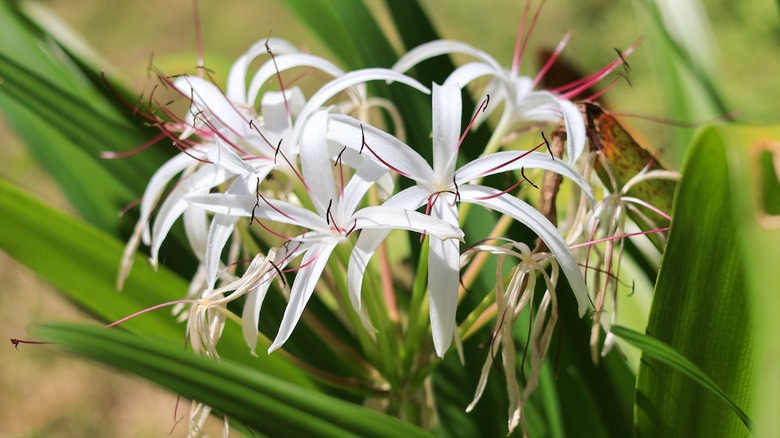 White flowers of southern swamp lily