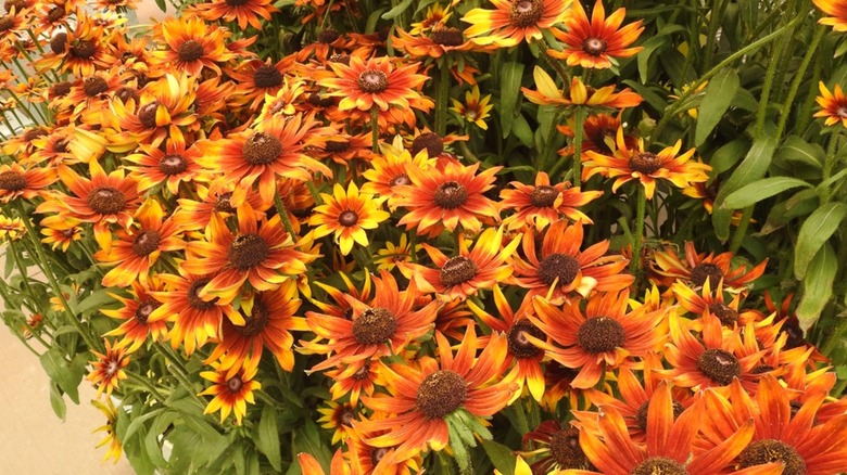 'Summerina Yellow' Echibeckia mass planted in a garden