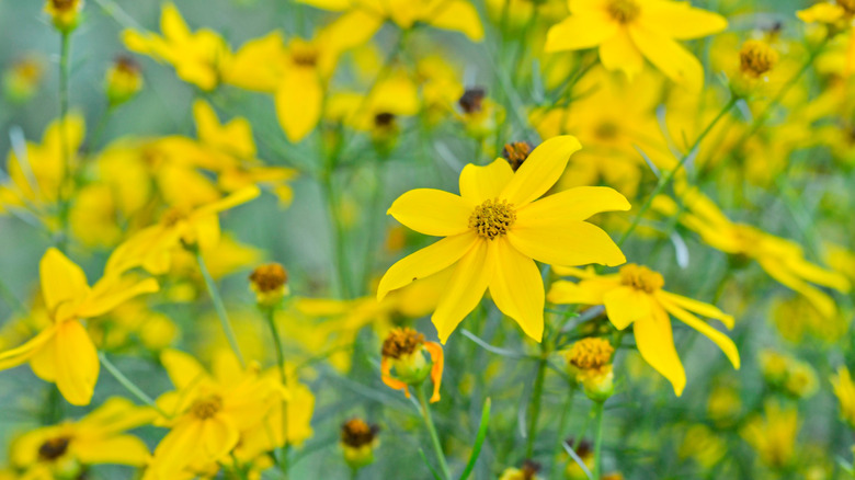Yellow flowers of threadleaf tickseed in bloom