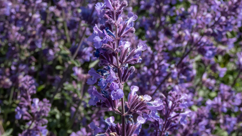 Lavender flowers of 'Walker's Low' catmint