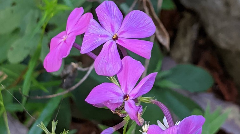 Lavender flowers of 'Wanda' phlox