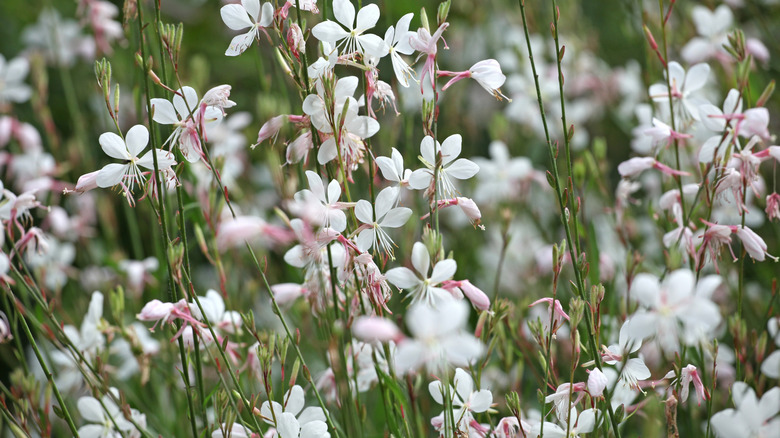 White gaura's flowers in bloom