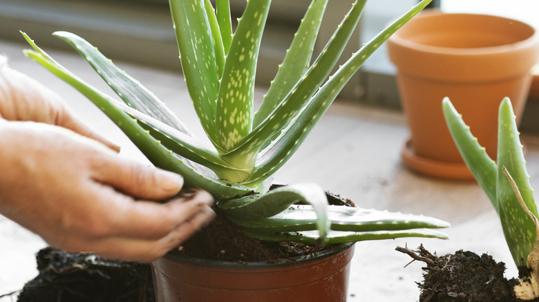 potting an aloe vera plant
