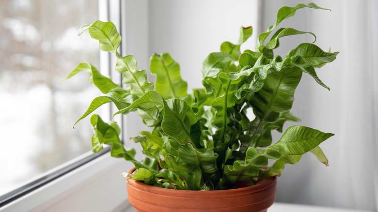 Bird's nest fern on windowsill