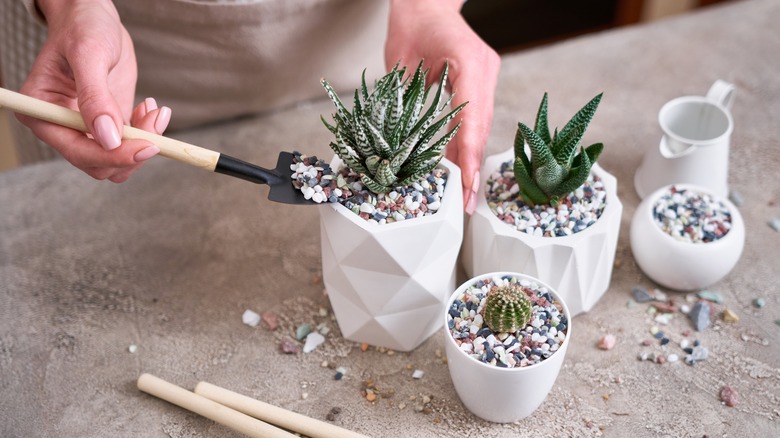 Potting haworthia succulent plants