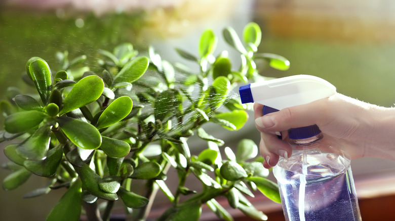Spraying a jade plant