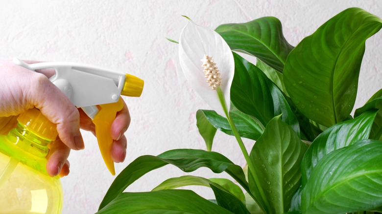Misting a peace lily plant