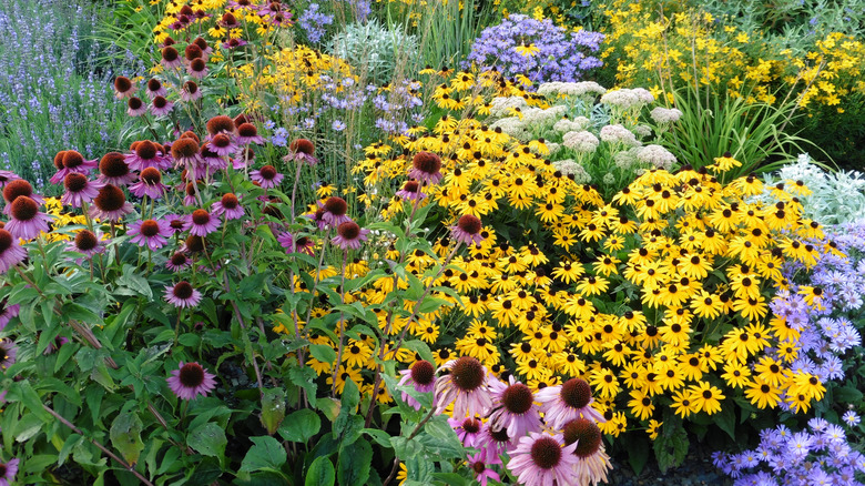 Garden full of perennial flowers