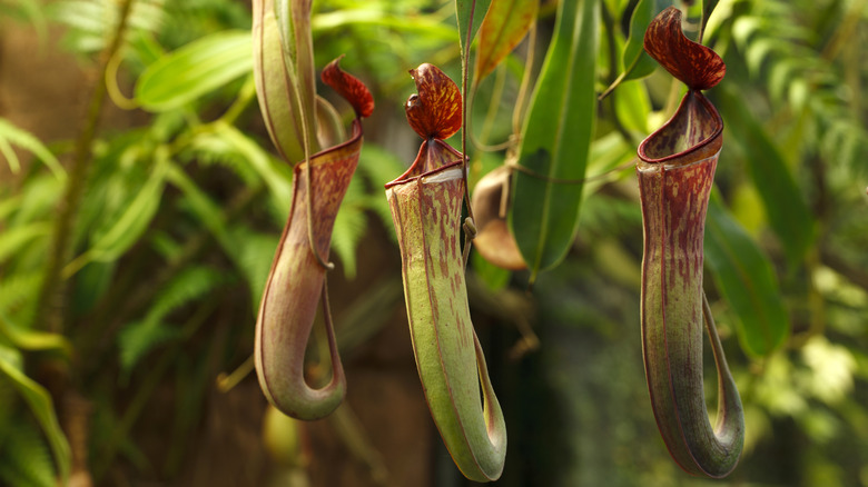 Pitcher plant in marshy background