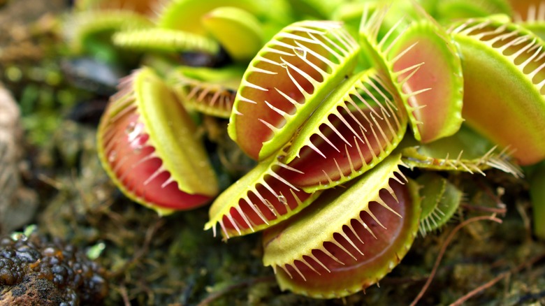 Venus flytrap plant