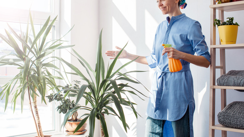 Woman spraying yucca indoor plants