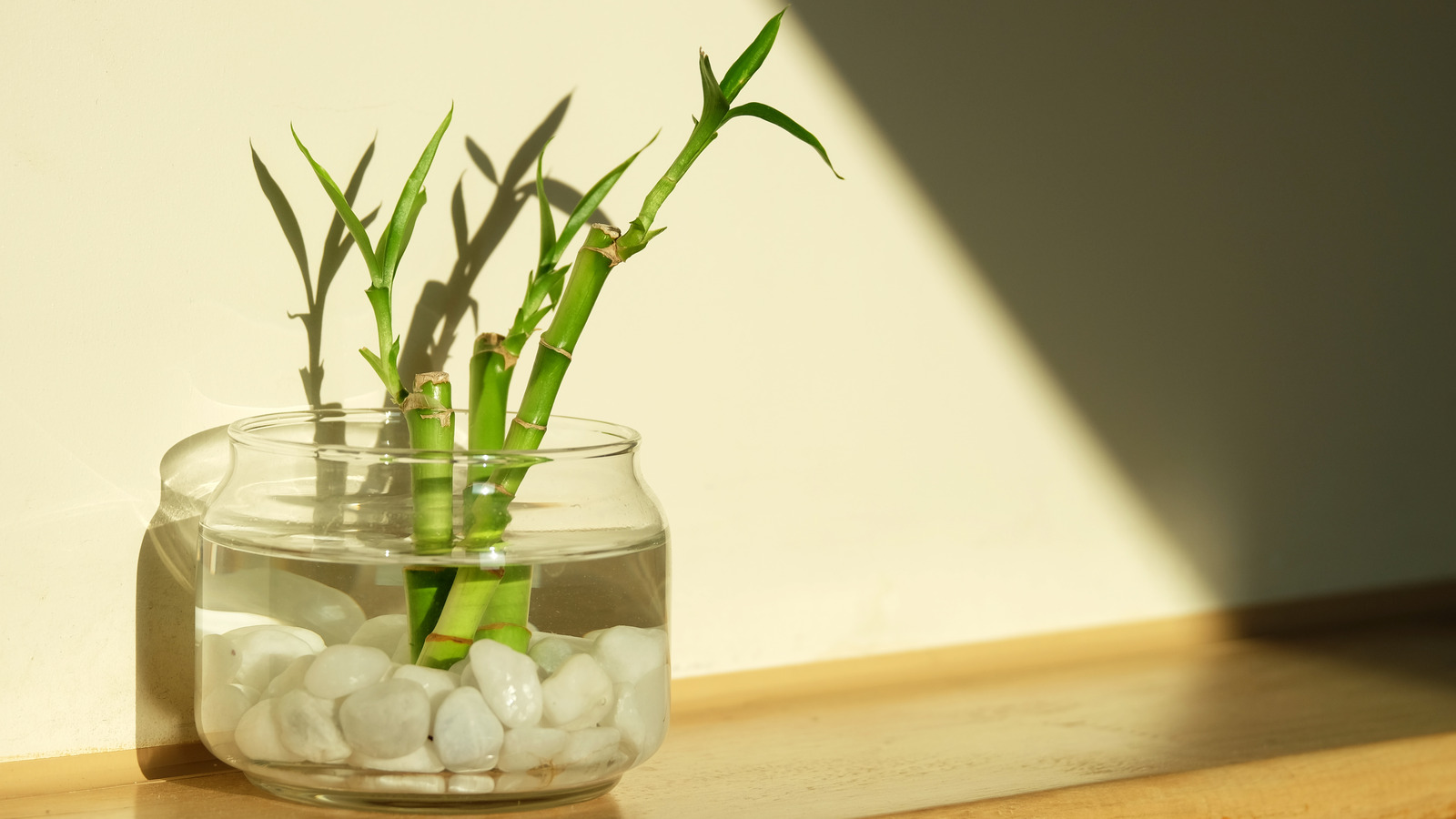 Choosing the Right Container for Your Lucky Bamboo