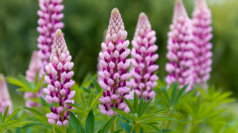 Cluster of pink lupines