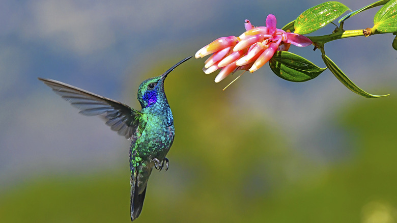 Hummingbird feeding on flower