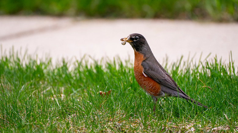 robin with grub in mouth