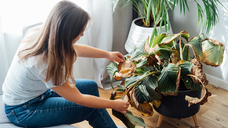 woman has dead plants