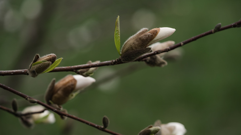 close up of unopened magnolia blooms