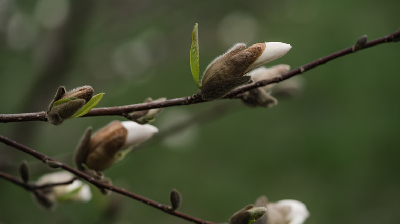 close up of unopened magnolia blooms