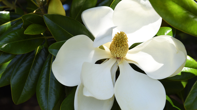 Large white southern magnolia blossom with nine petals and green leaves
