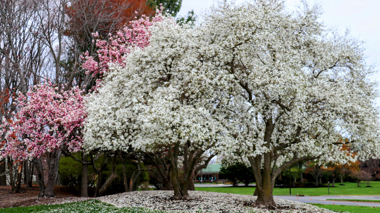 Two magnolia trees full of white blossoms and one with pink blossoms