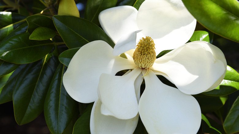 Large white southern magnolia blossom with nine petals and green leaves
