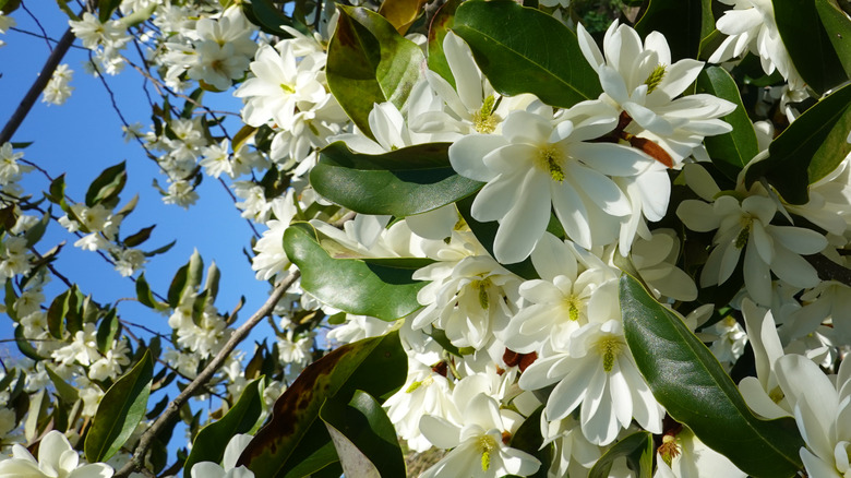 Cluster of white sweetbay magnolia blossoms with green leaves
