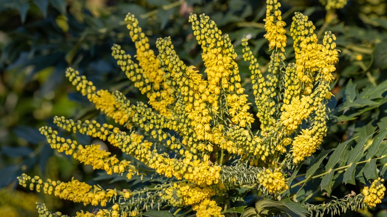 Mahonia plant