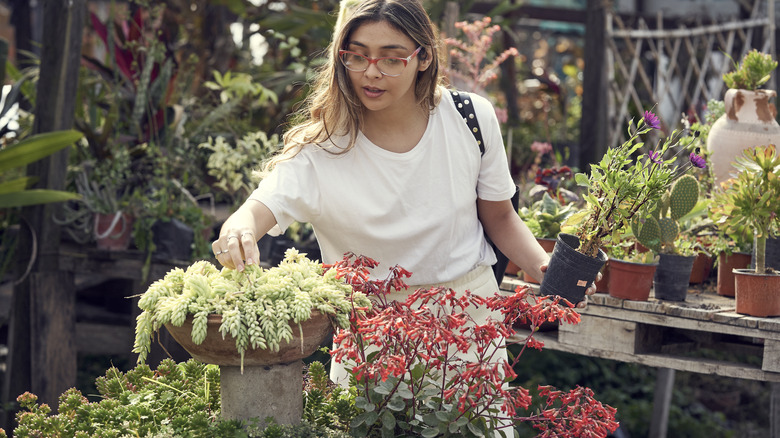 A woman wearing glasses picks up a succulent in a pot at a plant nursery while holding another plant in her other hand.