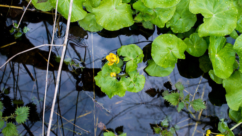 Marsh marigold grows in water bearing a yellow flower