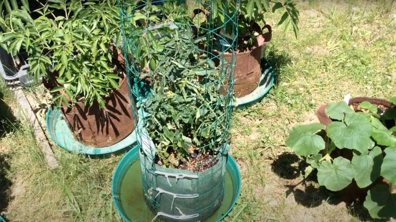 Tomato plant supported by a rolled wire fencing DIY trellis