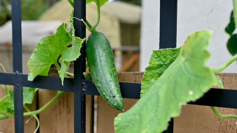 Cucumber plant growing on trellis