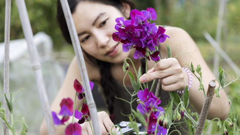 Person clipping flowers from garden