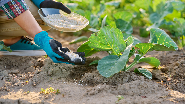 A gardener adding fertilizer to the soil in the vegetable garden